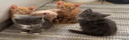 Mixed Breed cats for sale: Kittens for Sale  - Advert 4