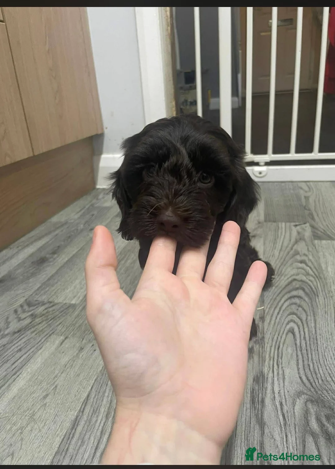 Cockapoo dogs for sale: Loving Home - Advert 3