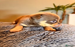 Mixed Breed dogs for sale: Miniature JackChi Puppy’s for sale.  - Image 12