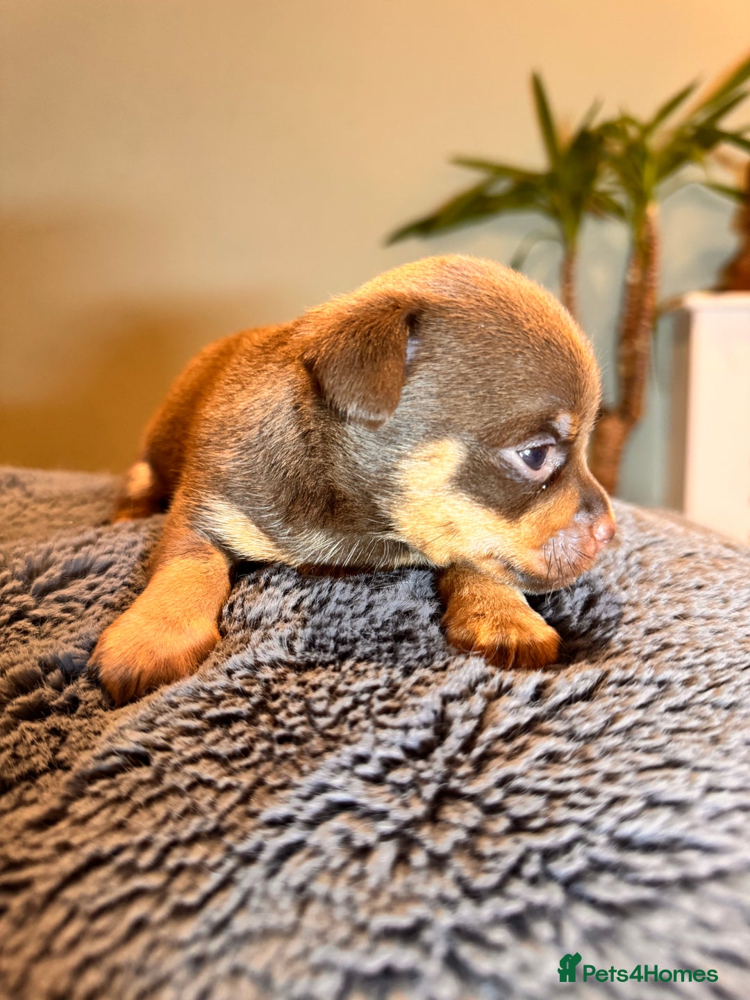 Mixed Breed dogs for sale: Miniature JackChi Puppy’s for sale.  - Image 12