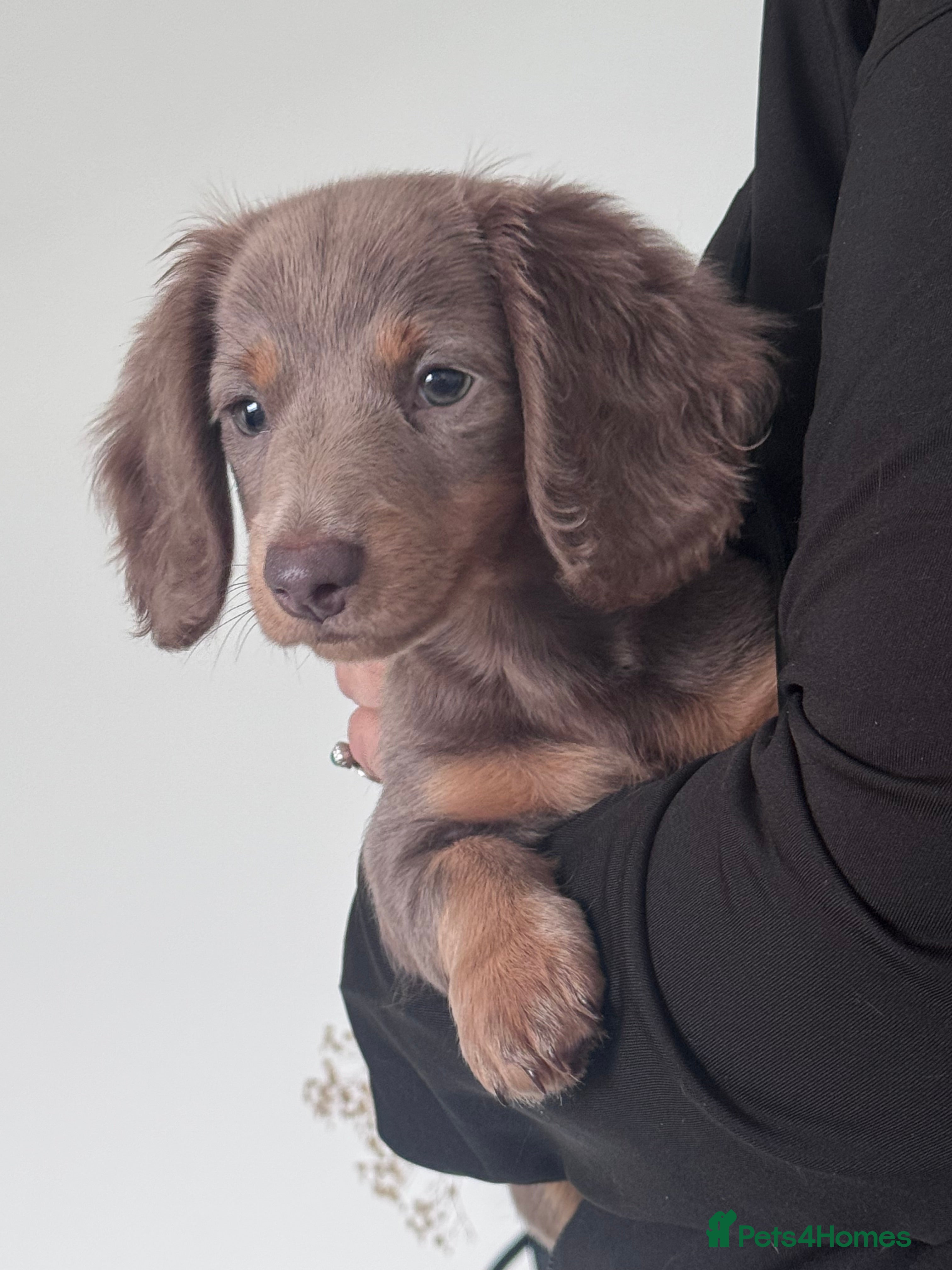 Miniature Dachshund dogs 1 Gorgeous Miniature long hair Daschund available - Advert 20