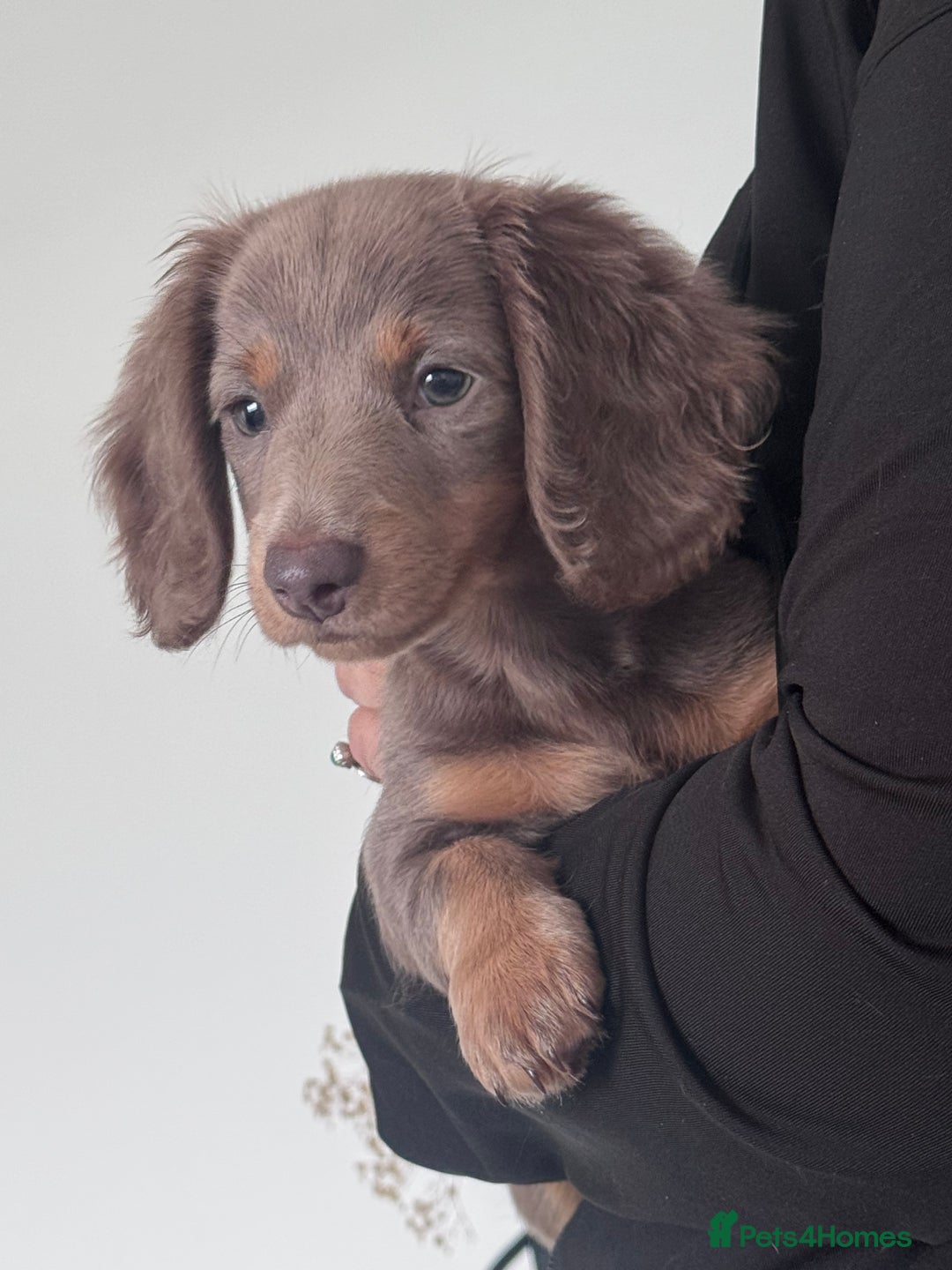 Miniature Dachshund dogs for sale: 1 Gorgeous Miniature long hair Daschund available - Advert 1