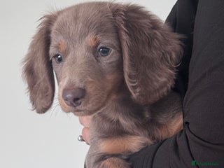 Miniature Dachshund dogs - Advert 24