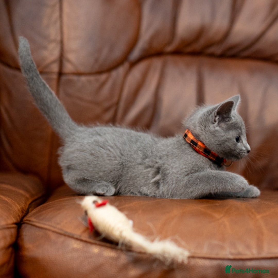 Russian Blue cats for sale: Adorable Russian Blue Kittens TICA  - Image 7