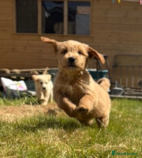 Goldendoodle dogs Goldendoodle pups Born 25 March 2026 - Advert 1