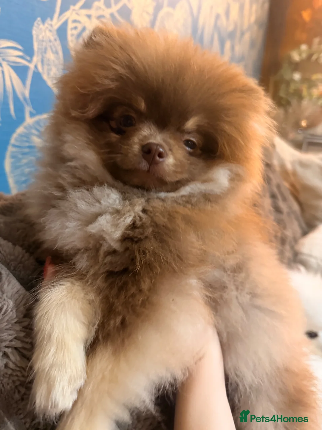 Pomeranian dogs for sale: Stunning chocolate and Tan Male Pomeranian  - Advert 8