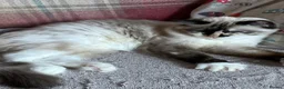 Ragdoll cats for sale: GCCF. Perfect Ragdolls ready to go. - Advert 12