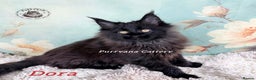 Maine Coon cats for sale: TICA registration Adorable Maine coon kittens - Advert 6