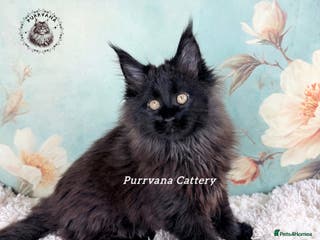 Maine Coon cats TICA registration Adorable Maine coon kittens - Advert 6