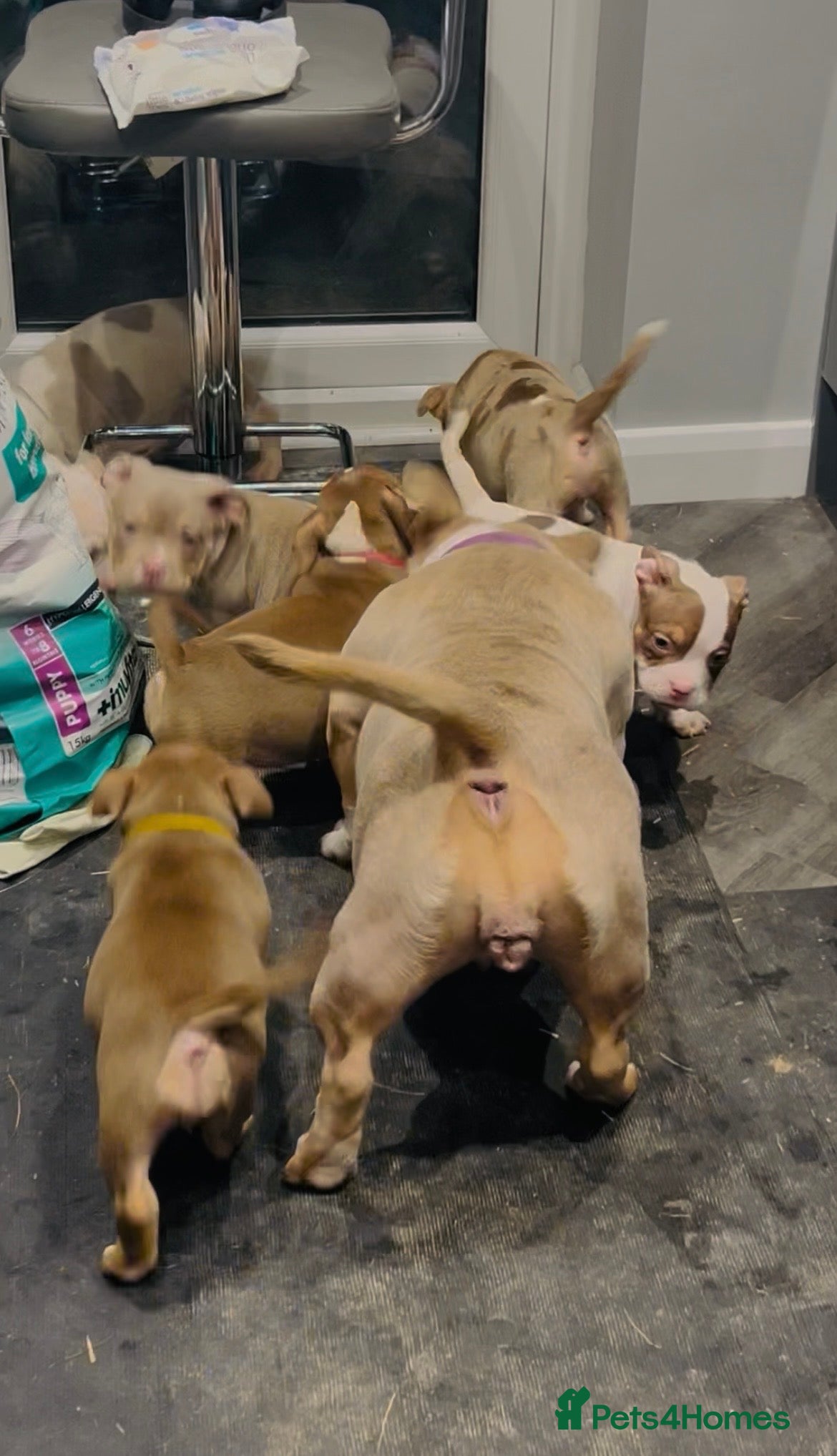 American Bully dogs American Pocket Bully Puppies  - Advert 6