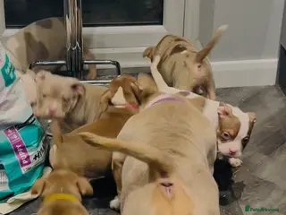 American Bully dogs American Pocket Bully Puppies - Advert 6