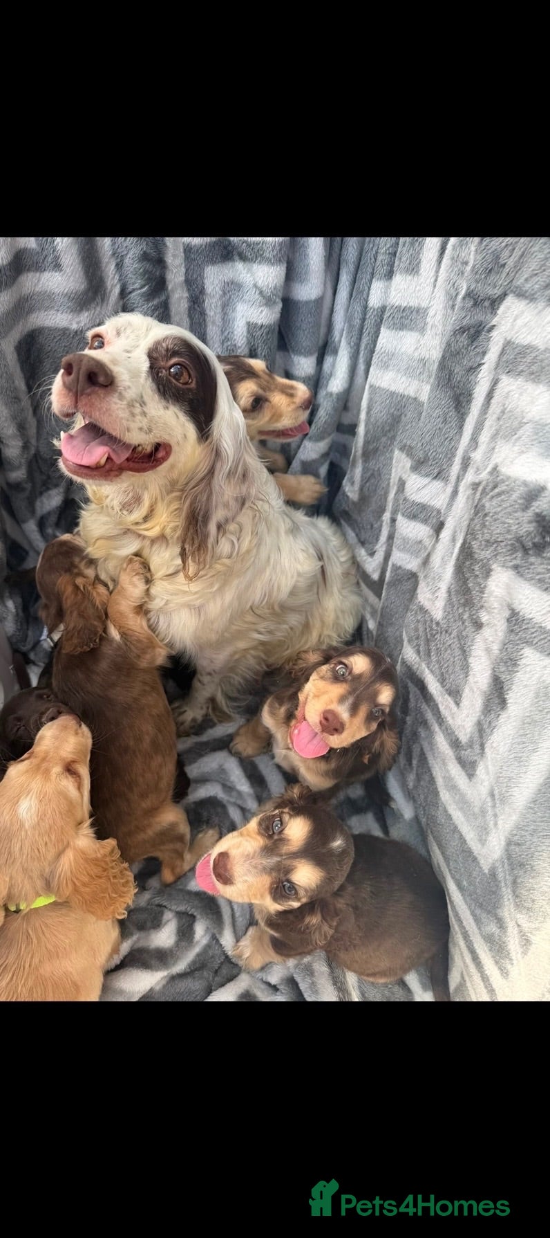 Cocker Spaniel dogs 7 adorable cocker spaniels ready now  - Advert 1