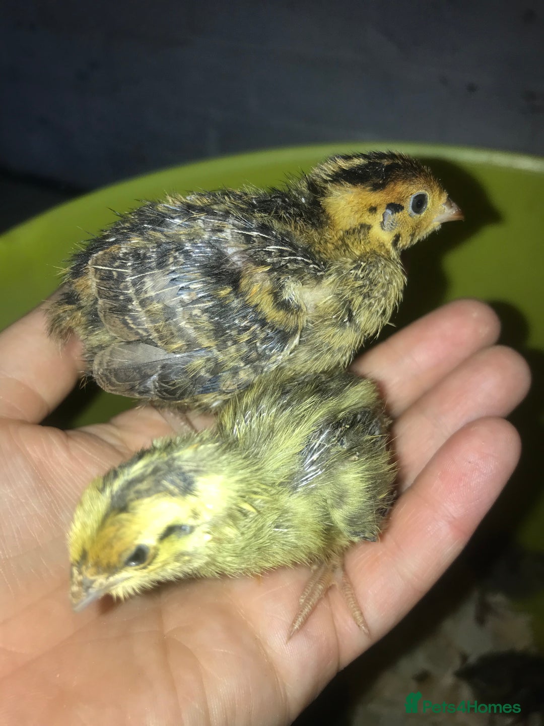 Quail poultry for sale: JUMBO QUAIL CHICKS & SEXED JUMBOS ! - Image 9