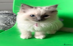 Ragdoll cats for sale: 6 Ragdoll kitten for sale  - Advert 7