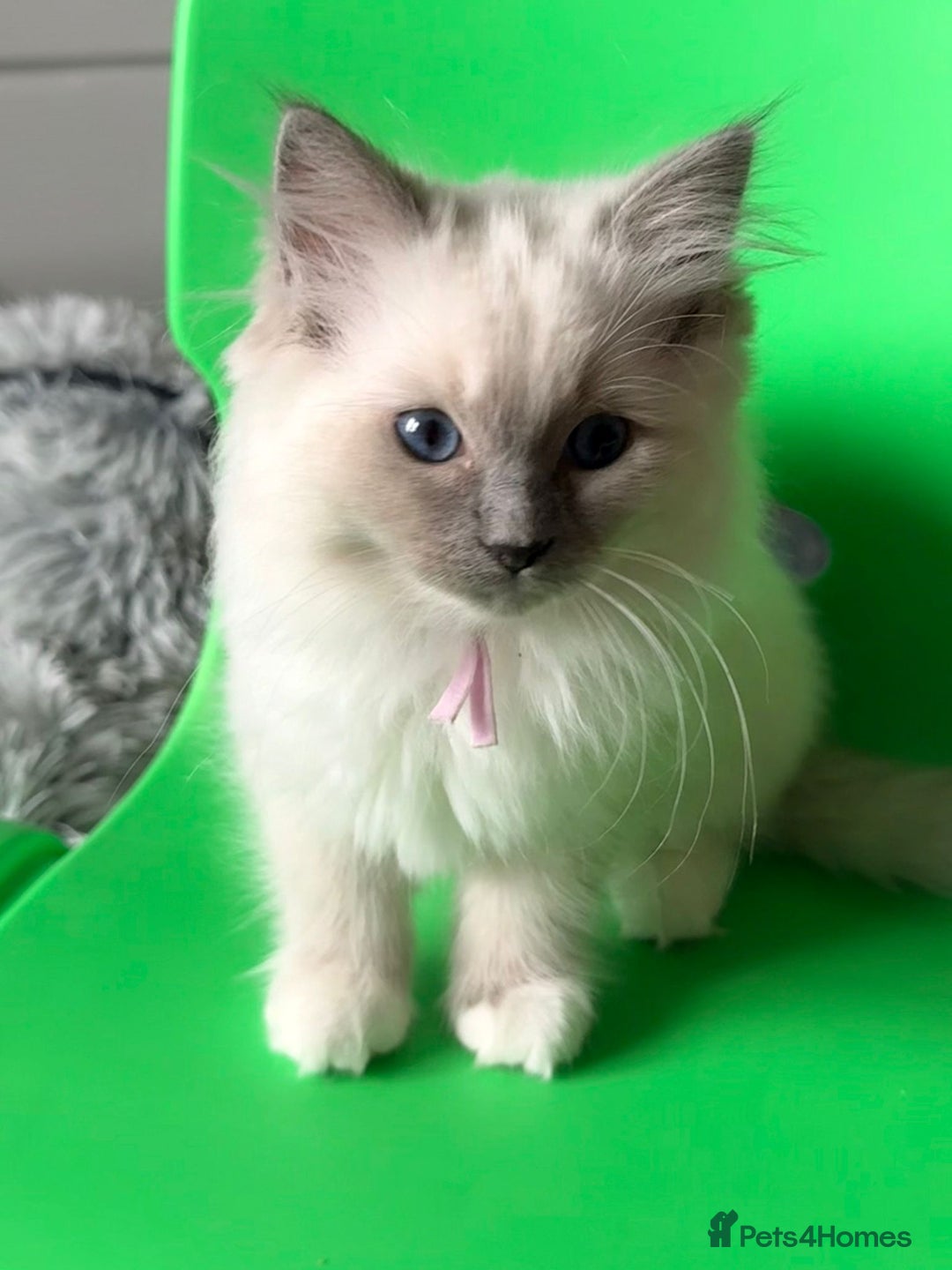 Ragdoll cats for sale: 6 Ragdoll kitten for sale  - Advert 7