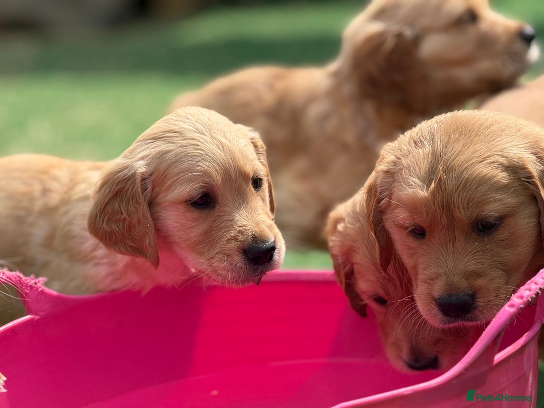 Golden Retriever dogs for sale: Fully health tested KC working golden retrievers  - Image 5