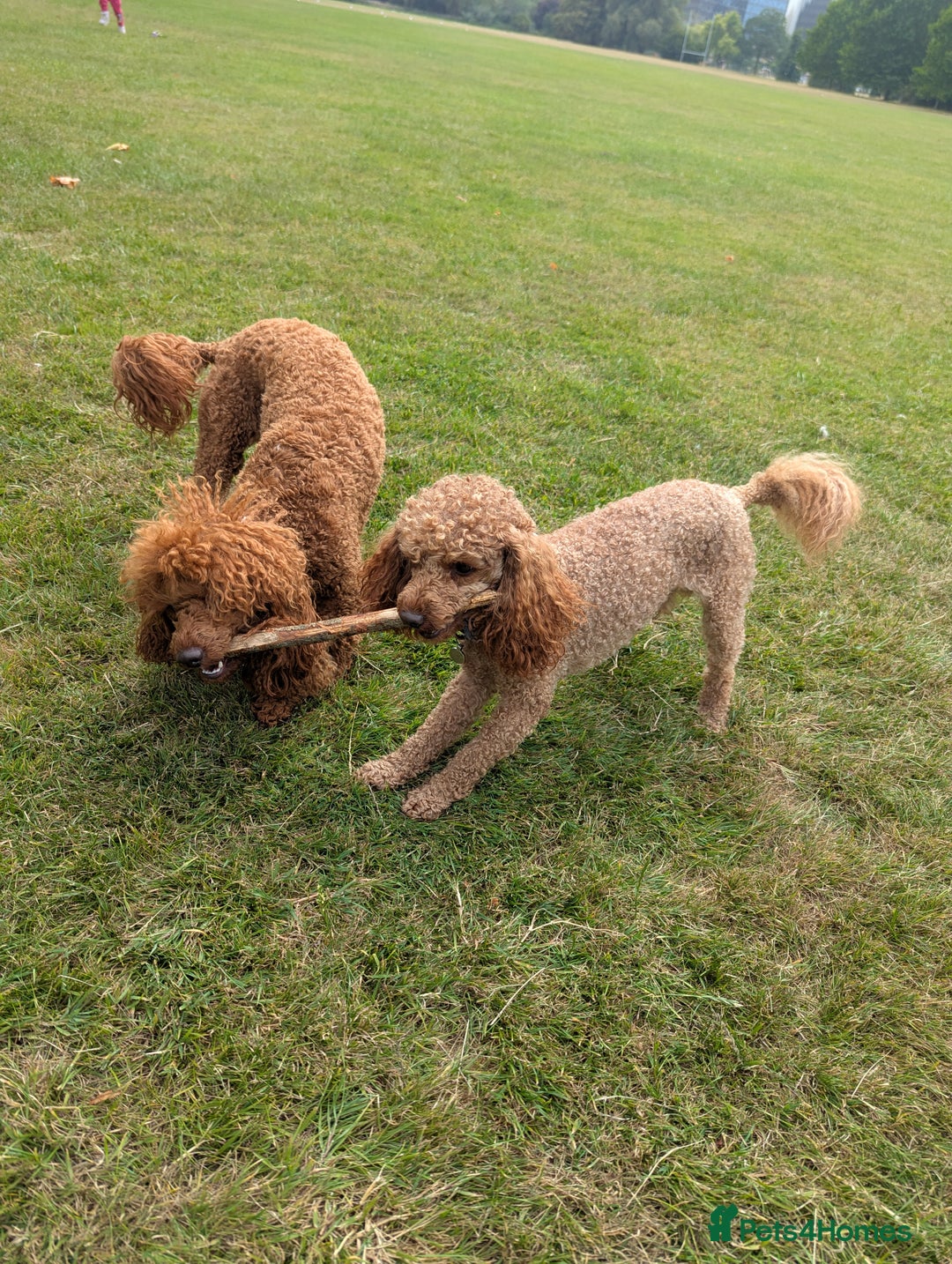 Miniature Poodle dogs for sale: Prestine pedigree poodles - Advert 8