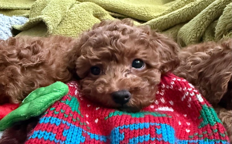 Toy Poodle dogs KC registered tiny toy poodles - 1 boy left  - Advert 4