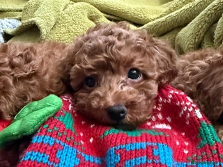 Toy Poodle dogs KC registered tiny toy poodles - 1 boy left - Advert 13