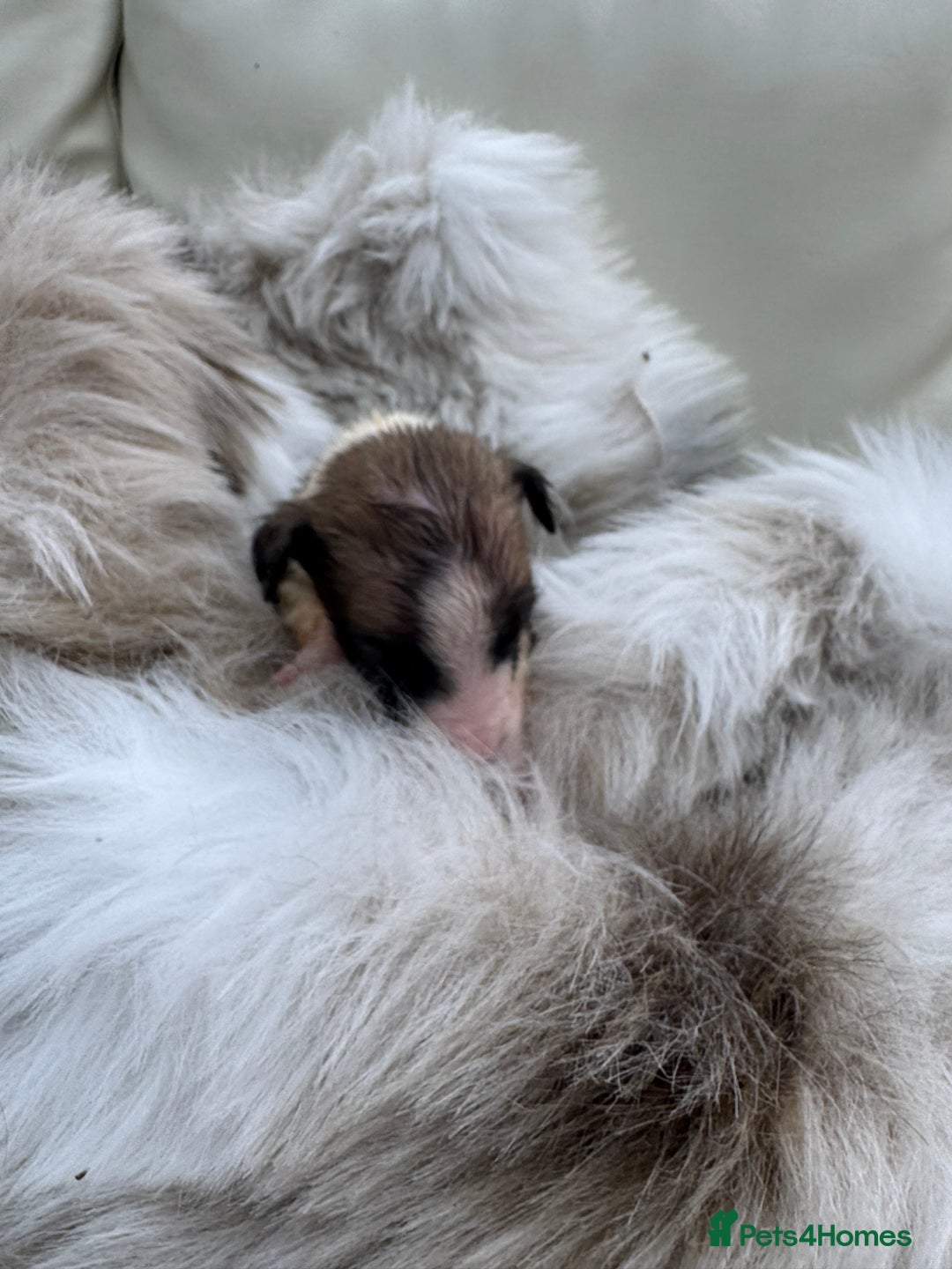 Mixed Breed dogs for sale: 🐾 Beautiful Whippet x Collie Puppies! 🐾 - Image 13