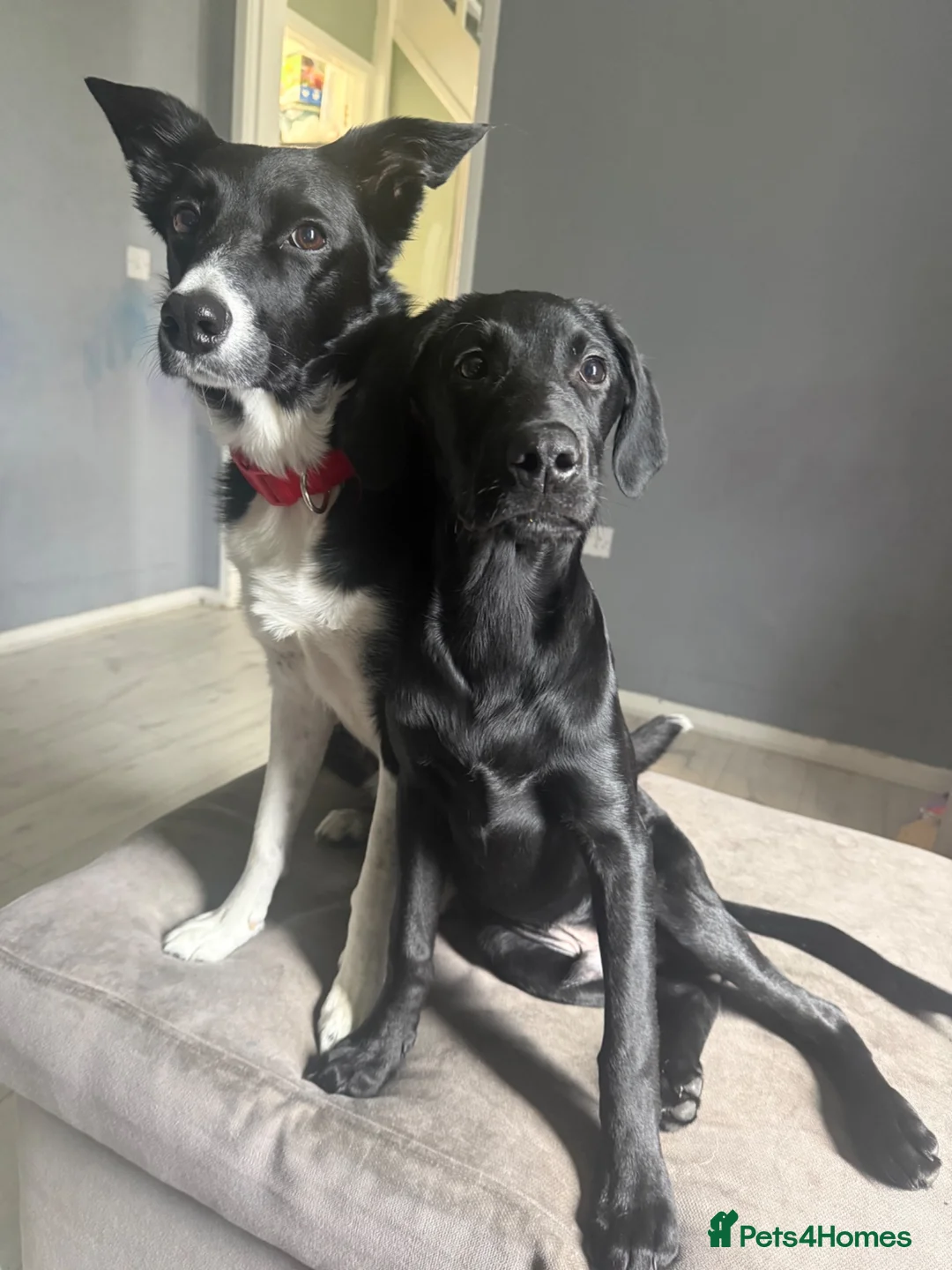 Labrador Retriever dogs for sale: Lab Puppy  - Advert 2