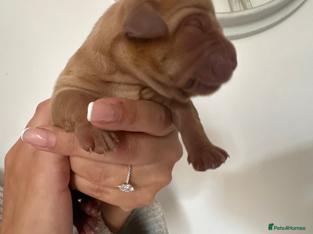 Labrador Retriever dogs for sale: Working Class Fox Red Labs  - Image 8