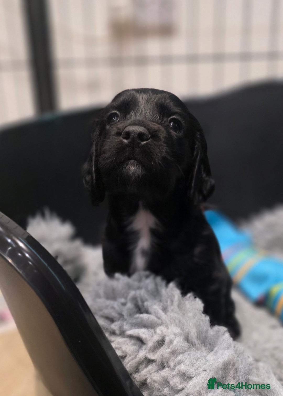 Cocker Spaniel dogs for sale: Exceptional Working Cocker Spaniel Pups - Advert 4
