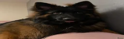 German Shepherd dogs for stud: Long Haired Black & Tan GSD Stud  - Advert 13