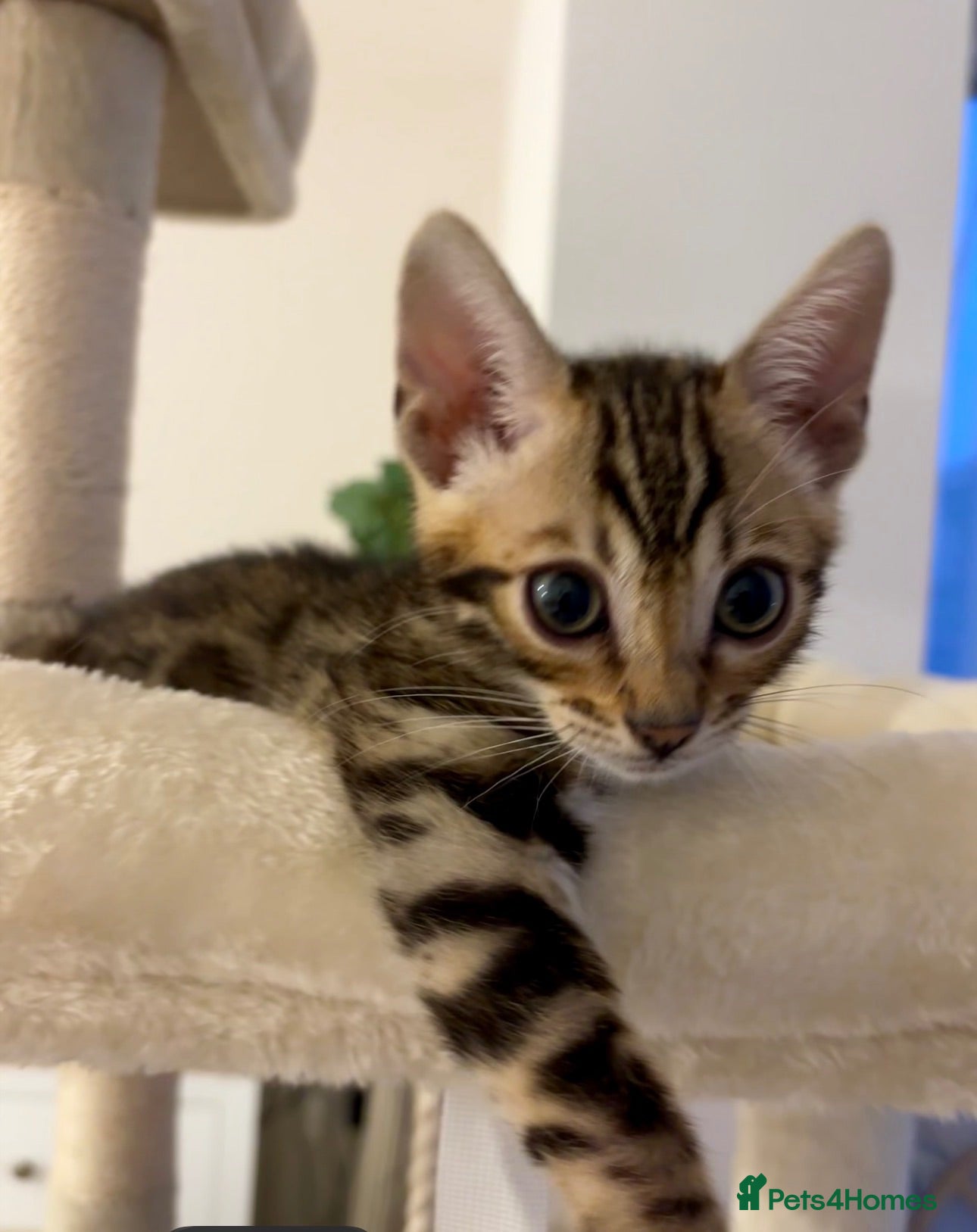 Bengal cats 🏆🥇Gorgeous Luxury Bengal Cubs Ready🥇🏆 - Advert 5
