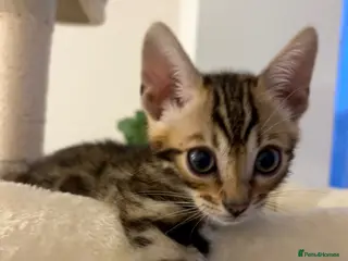 Bengal cats 🏆🥇Gorgeous Luxury Bengal Cubs Ready🥇🏆 - Advert 5