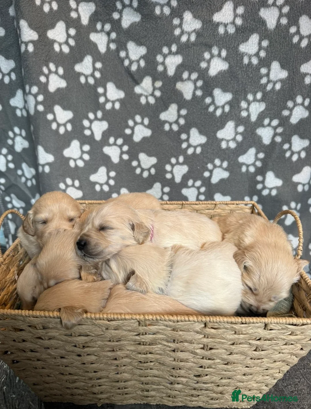 Golden Retriever dogs for sale: Stunning Litter of Golden Retriever Puppies 🤍 in Stoke-on-Trent - Advert 1