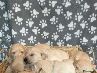 Golden Retriever dogs Stunning Litter of Golden Retriever Puppies 🤍 - Advert 1