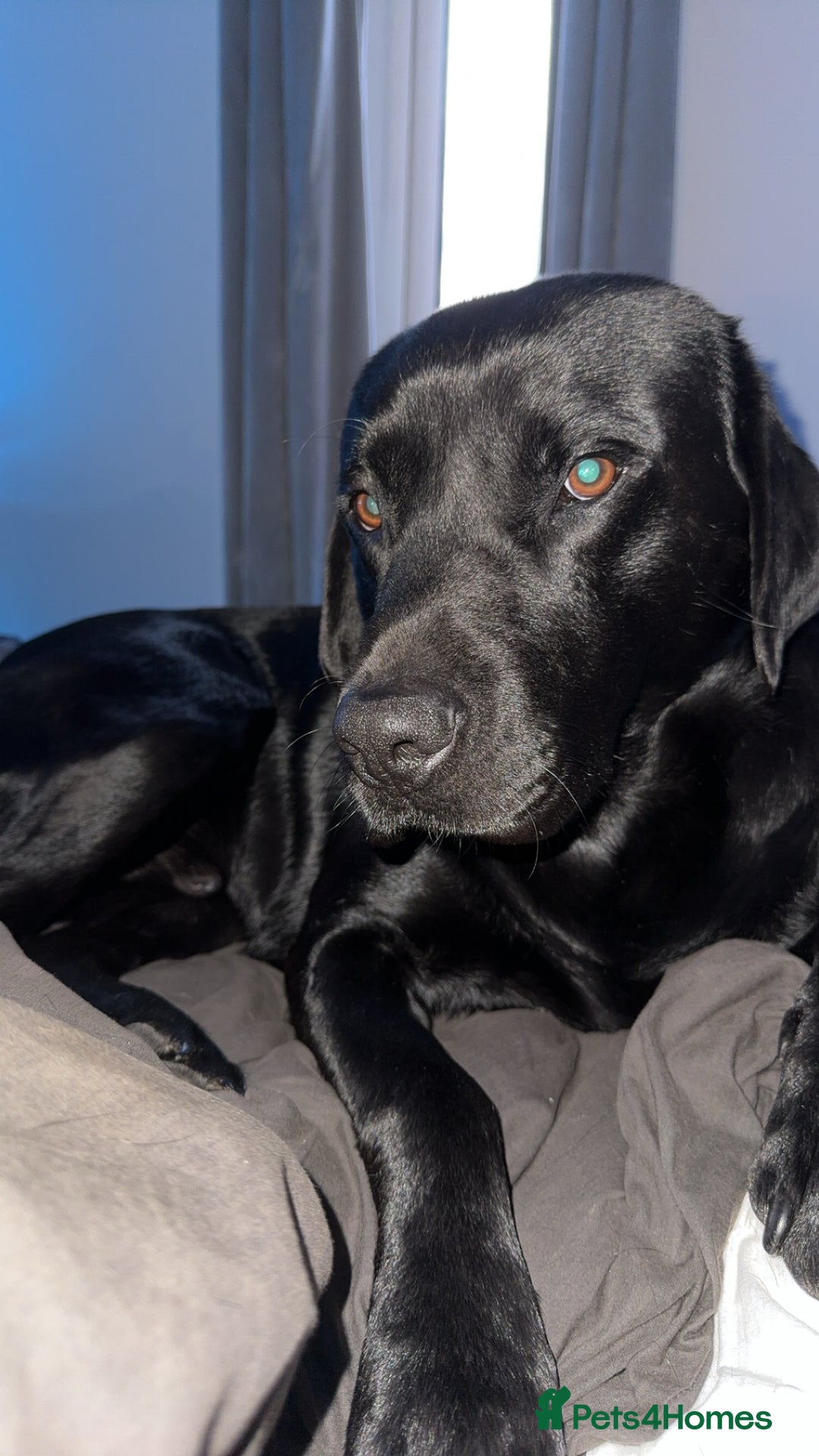 Labrador Retriever dogs for stud: Black pedigree Labrador for stud - Advert 2