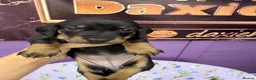 Dachshund dogs for sale: 3 adorable standard dachshund girls available  - Advert 11