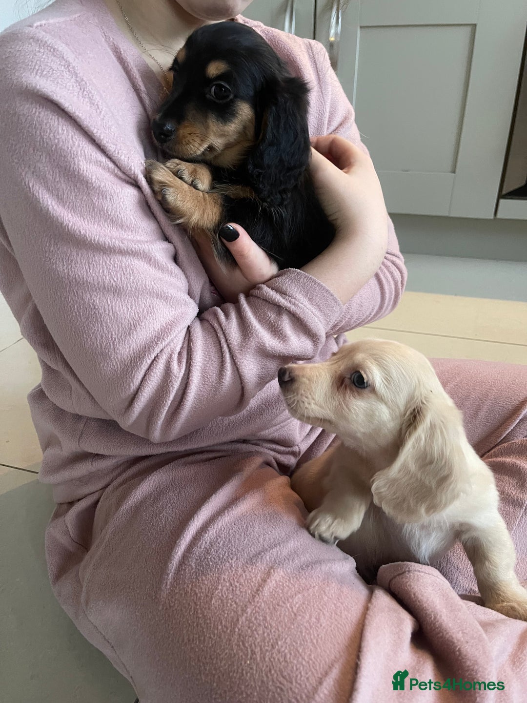 Miniature Dachshund dogs for sale: Kc pra clear mini long dachshund pups - Advert 9