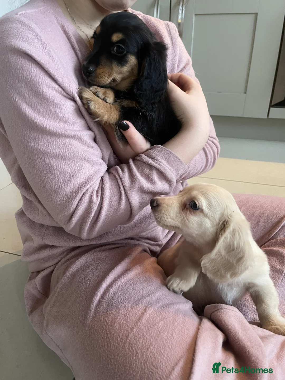 Miniature Dachshund dogs for sale: Kc pra clear mini long dachshund pups - Advert 9