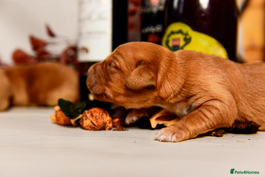 Cockerdor dogs for sale: Beautiful Deep Red Cockerdors DnA Clear - Advert 4