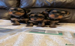 Yorkshire Terrier dogs for sale: ** Yorkshire Terrier Puppies  - Image 5