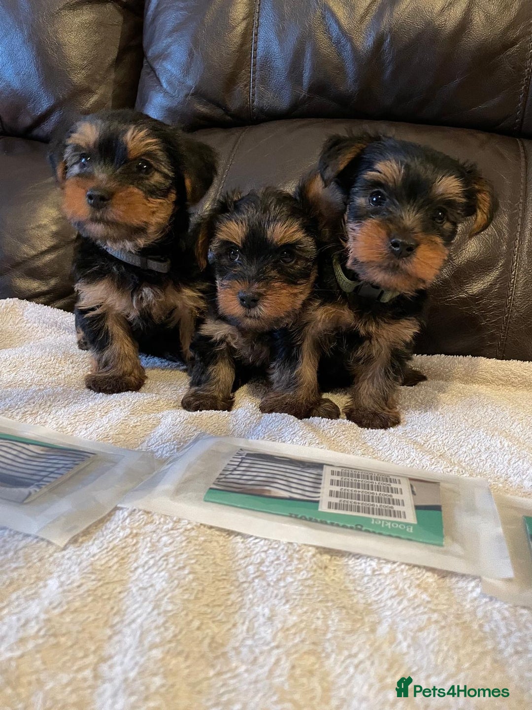 Yorkshire Terrier dogs for sale: ** Yorkshire Terrier Puppies  - Image 5