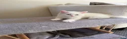 Turkish Angora cats for sale: Long hair kittens  - Advert 6