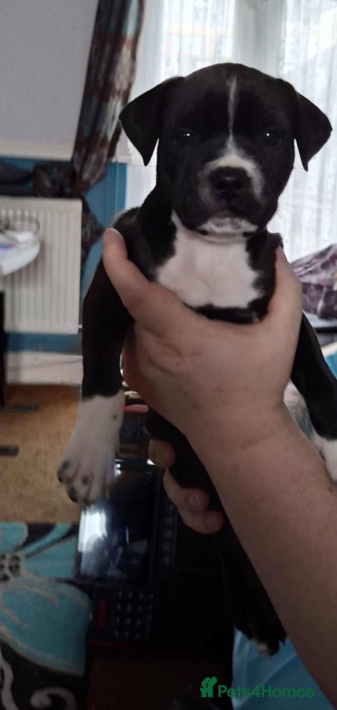 Staffordshire Bull Terrier dogs for sale: Staffordshire Bull Terrier Puppies - Image 17