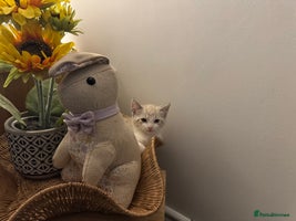 Mixed Breed cats - Advert 11