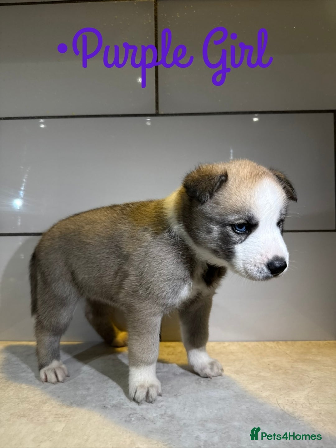 Siberian Husky dogs for sale: Husky Puppies 🩵🩷 - Advert 19