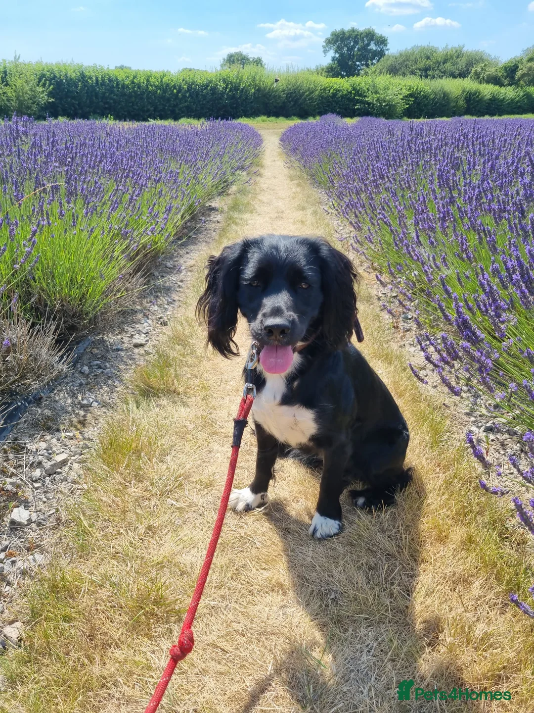 Cocker Spaniel dogs for sale: KC registered cocker spaniels from family home - Advert 8