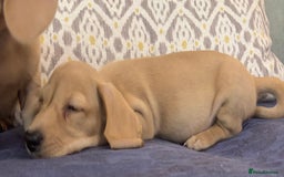 Miniature Dachshund dogs for sale: 🐶 Miniature Smooth Haired Dachshunds. KC REG. 🐶  - Image 36