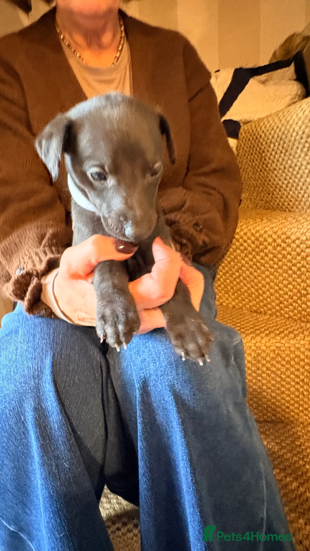 Whippet dogs for sale: KC whippet puppies - Advert 15