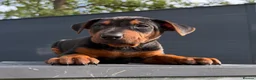 Chinese Red Dog dogs for sale: 2 CHINESE RED DOG GIRLS LEFT 🇨🇳 🐶 ( AVAILABLE ) - Advert 20