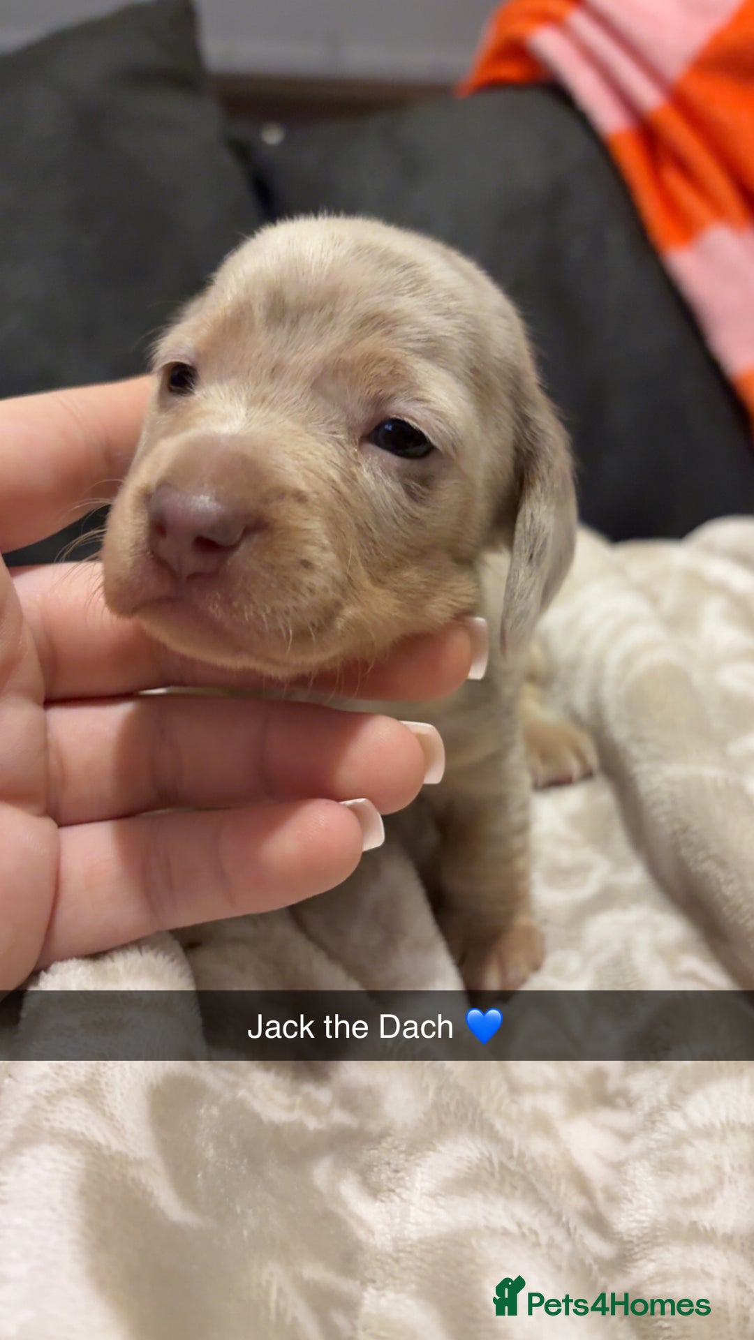 Miniature Dachshund dogs for sale: 3x miniature boy dachshunds  - Advert 4