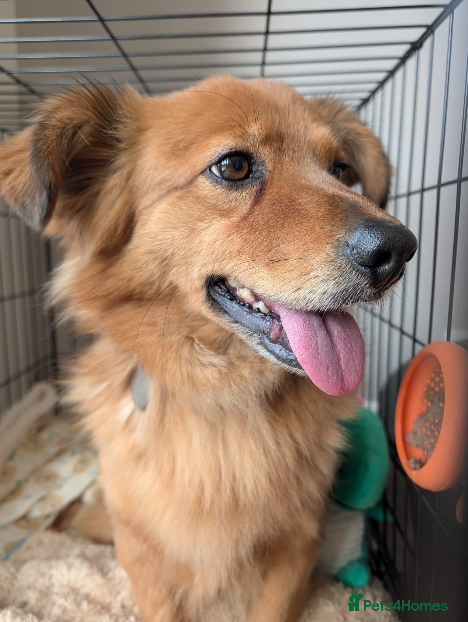 Mixed Breed dogs Sweet Roka Needs LoVE - Advert 1