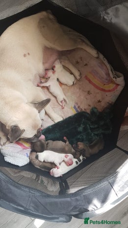 Mixed Breed dogs - Advert 13